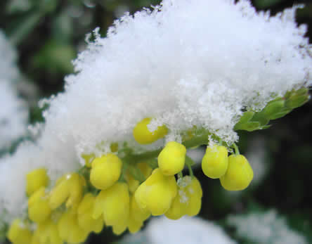 Mahonia winterse bloeiers
